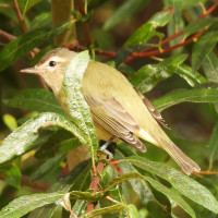 Warbling Vireo